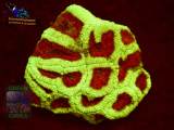 Favites sp. grün-orange, Fluoreszenzaufnahme