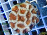 Favites sp. grün-orange, Größe M