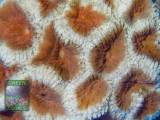 Favites sp. grün-orange, Makroaufnahme