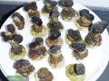 Fimbriaphyllia-paraancora-F.-paradivisa-S-M-DSC03030