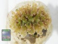Fimbriaphyllia-paradivisa-gruen´-DSC07196-b-k-WZ