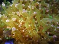 Fimbriaphyllia-paradivisa-gruen´-_makro_DSC01012