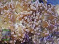 Fimbriaphyllia-paradivisa-pink´-DSC01027-b-k-WZ
