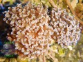 Fimbriaphyllia-paradivisa-pink´-DSCN6469-b-k-WZ