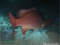 Lutjanus-argentimaculatus