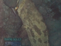6PER1 Epinephelus-fuscoguttatus