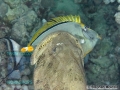 6PER1-Epinephelus-fuscoguttatus