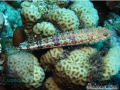Synodus-variegatus