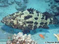 9PER1-Epinephelus-fuscoguttatus