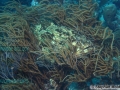 9PER1-Epinephelus-fuscoguttatus