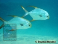 Trachinotus blochii