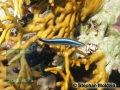 Plagiotremus rhinorhynchus