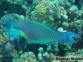Chlorurus gibbus