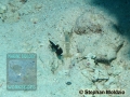 Lotilia graciliosa