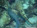 PER1-Epinephelus-fuscoguttus
