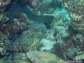 PER1-Epinephelus-fuscoguttus