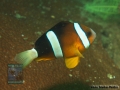 Amphiprion clarkii DSC07742