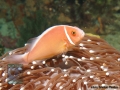 Amphiprion perideraion DSC02724
