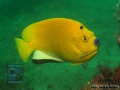 Apolemichthys trimaculatus DSC09236