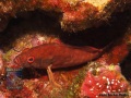 Cephalopholis-leopardus-DSC01013