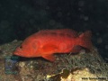 Cephalopholis-sexmaculata-DSC01413