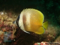 Chaetodon kleinii DSC07965