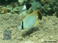 Chaetodon trifascialis DSC00513