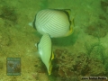 Chaetodon vagabundus DSC08141