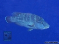 Cheilinus undulatus,IP DSC06577