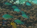 Chromis atripectoralis DSC09728