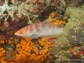 Coris batuensis DSC08753