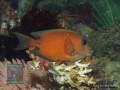 Ctenochaetus binotatus DSC01398