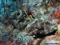 Cymbacephalus-beauforti-DSC03208