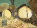 Dascyllus reticulatus DSC01437