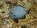 Dascyllus trimaculatus DSC01513