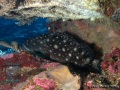 Epinephelus-coeruleopunctatus-DSC01640