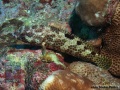 Epinephelus-spilotoceps-DSC09347