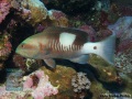 Gracila-albomarginata-DSC02891