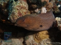 Gymnothorax javanicus_DSC09612