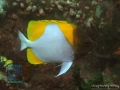 Hemitaurichthys polylepis DSC09087