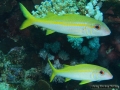 Mulloidichthys vanicolensis DSC04219