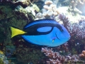 Paracanthurus hepatus DSC09326