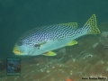 Plectorhinchus lineatus DSC08449