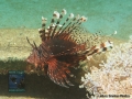 Pterois volitans DSC00713