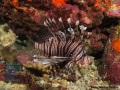 Pterois-volitans-DSC02758