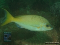 Scolopsis affinis DSC09290