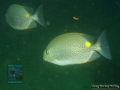 Siganus guttatus DSC08389
