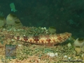 Synodus variegatus DSC02819