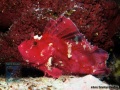 Taenionotus-triacanthus-DSC00775