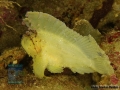 Taenionotus triacanthus DSC09870